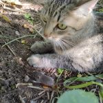Потерялась кошка — Кирово-Чепецк
