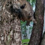 Потерялась кошка — Кирово-Чепецк