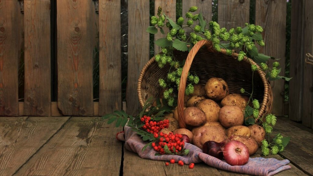 Эксперты подсказали, как хранить картошку до весны: 3 места, листья рябины и правильные «соседи» — Кирово-Чепецк
