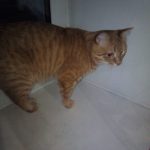 Потерялся кот — Кирово-Чепецк