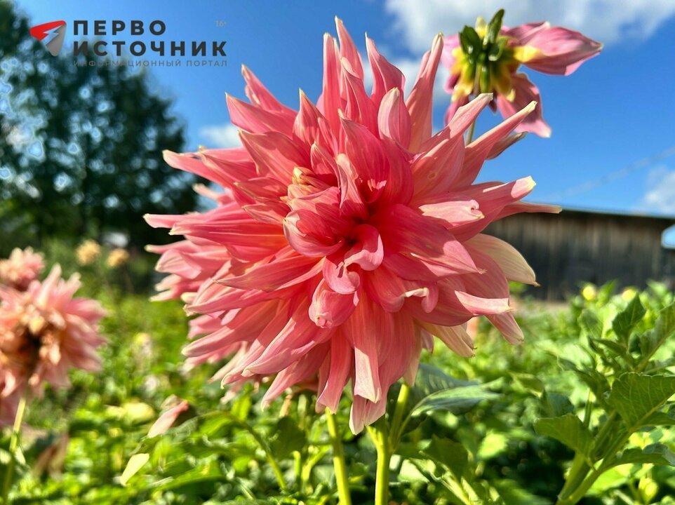 Антициклон задержит тепло в Кировской области: до +24°C и без дождей — Кирово-Чепецк