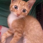 Потерялся котенок на Ленина 61. Если кто то увидит напишите или позвоните по номеру Телефон скрыт — Кирово-Чепецк