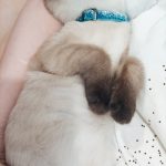 Мы не теряем надежды найти нашего любимца. Возможно, кто-то видел его. Ошейник он мог сорвать. — Кирово-Чепецк