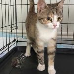 Маришка очень ждёт свою любящую семью. Находится на временной передержке. Обработали, в лоточек ходит. 8972494… — Кирово-Чепе…