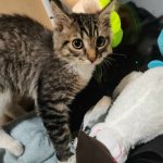Нашли котёнка у центрального сбербанка — Кирово-Чепецк