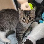 Нашли котёнка у центрального сбербанка — Кирово-Чепецк