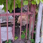 Появился в садах Черные Чижеги кот ( кошка ) , уже недели две , как замечен , приходит кушать , выглядит хорош… — Кирово-Чепе…