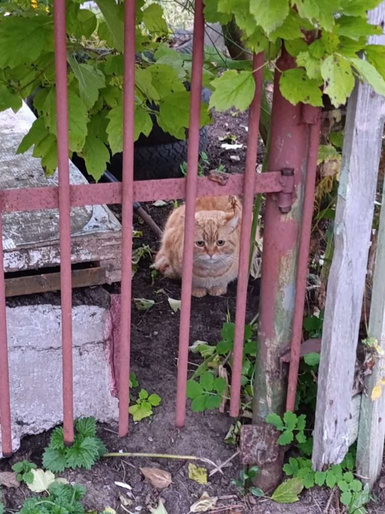 Появился в садах Черные Чижеги кот ( кошка ) , уже недели две , как замечен , приходит кушать , выглядит хорош… — Кирово-Чепе…