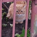 Появился в садах Черные Чижеги кот ( кошка ) , уже недели две , как замечен , приходит кушать , выглядит хорош… — Кирово-Чепе…