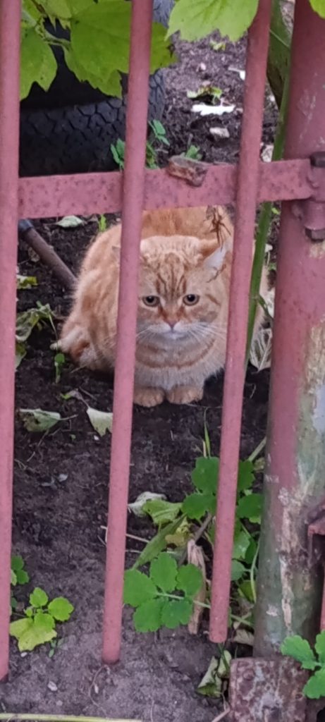 Появился в садах Черные Чижеги кот ( кошка ) , уже недели две , как замечен , приходит кушать , выглядит хорош… — Кирово-Чепе…
