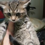 Отдаются Катя в хорошие руки . Нашла в подъезде у себя оставить не могу. Помогите пожалуйста пристроить .котят… — Кирово-Чепе…