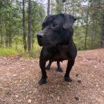 Не теряем надежды найти для КУБЫ ответственную семью, понимающую особенности породы! — Кирово-Чепецк