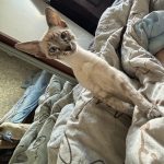 🚨 ПОМОГИТЕ, ПОЖАЛУЙСТА! ПРОПАЛ КОТЁНОК! 🚨 — Кирово-Чепецк