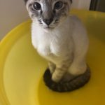 🚨 ПОМОГИТЕ, ПОЖАЛУЙСТА! ПРОПАЛ КОТЁНОК! 🚨 — Кирово-Чепецк