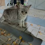 Чей питомец потерялся,находится на школьной 8/1 — Кирово-Чепецк