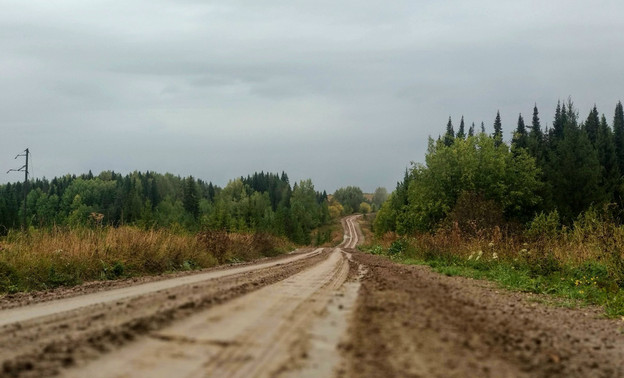 Водителям напомнили, как вести себя при встрече с медведем на дороге — Кирово-Чепецк