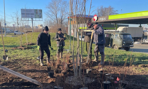 В Кирове высаживают деревья и кустарники в парках и на улицах — Кирово-Чепецк
