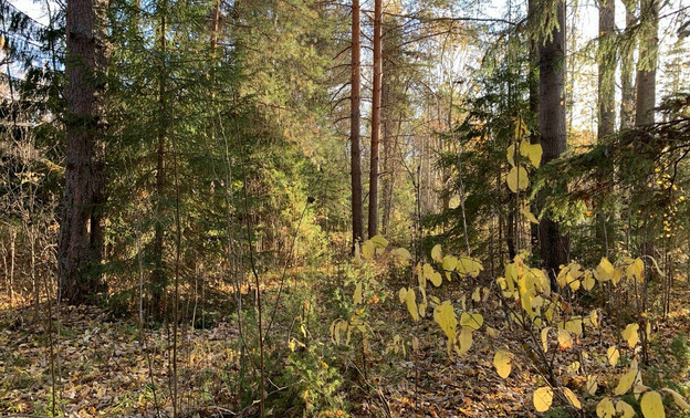 В Кировской области полицейских поблагодарили за спасение заблудившегося отца — Кирово-Чепецк