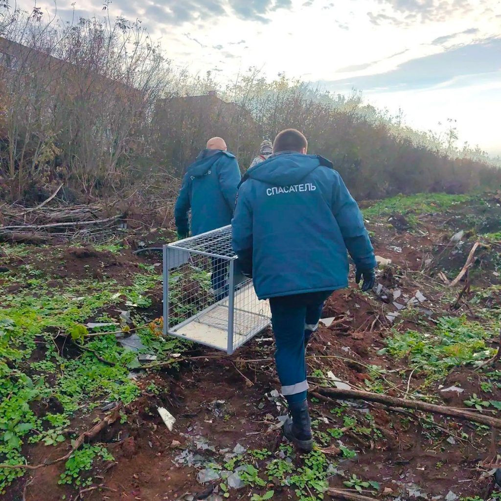 В Кирово-Чепецке «рыжую плутовку» посадили в клетку — Кирово-Чепецк
