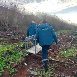 В Кирово-Чепецке «рыжую плутовку» посадили в клетку — Кирово-Чепецк