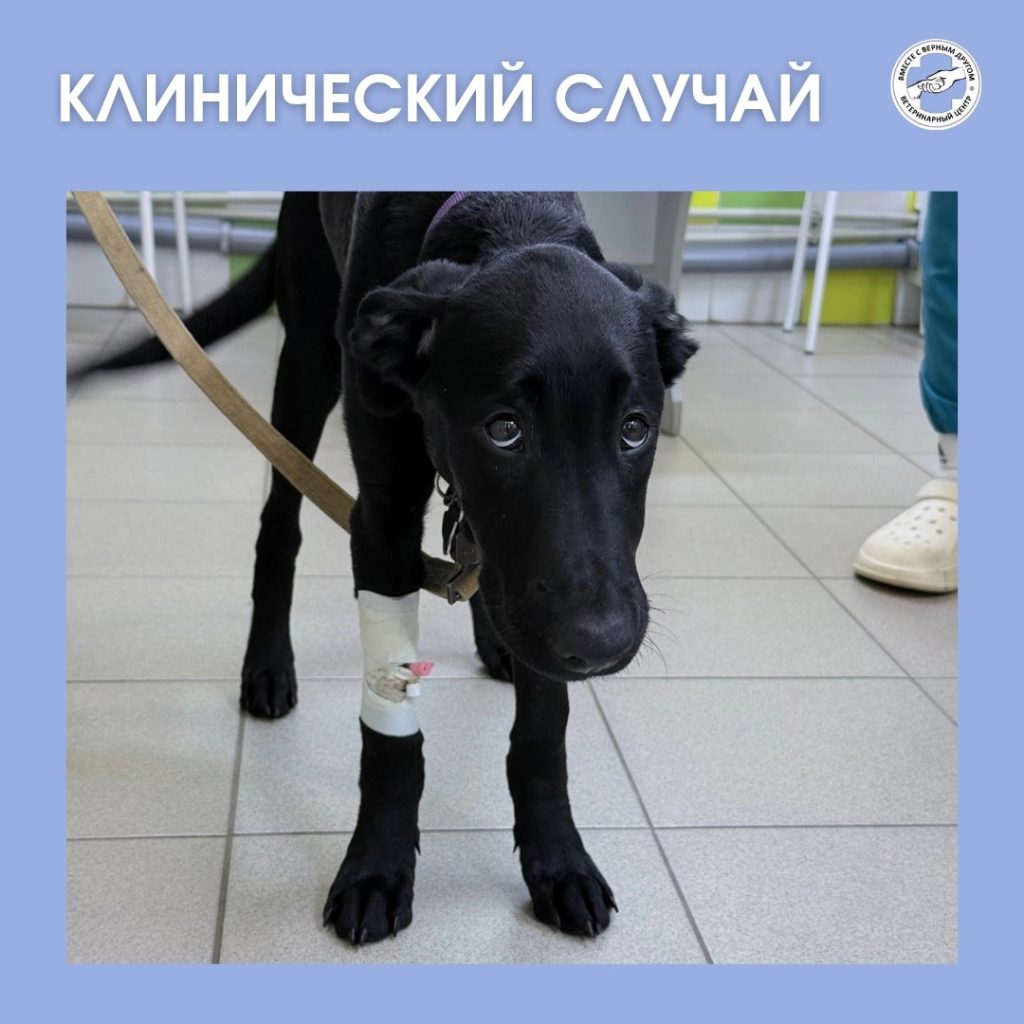 В Кирове спасли щенка, который проглотил верёвочную игрушку — Кирово-Чепецк