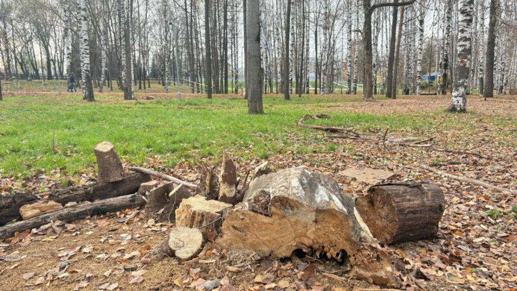 В Парке Победы в Кирове не досчитались деревьев — Кирово-Чепецк