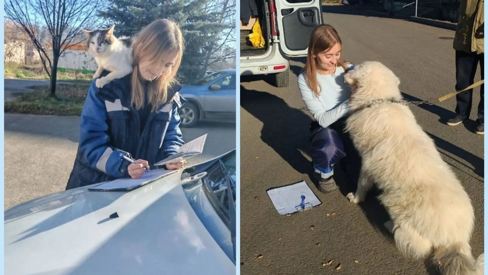 В Кирове бесплатно кололи от бешенства — Кирово-Чепецк