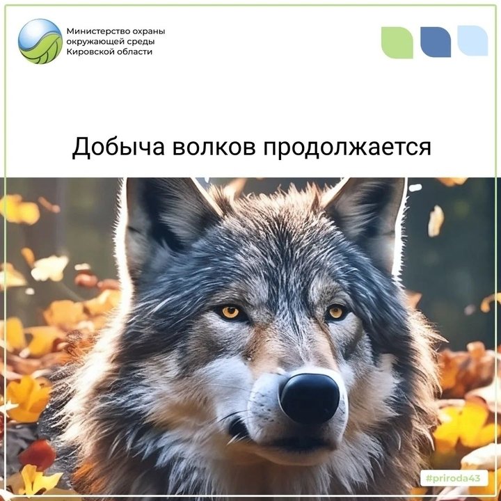 В Кировской области с начала года добыто свыше 200 волков — Кирово-Чепецк