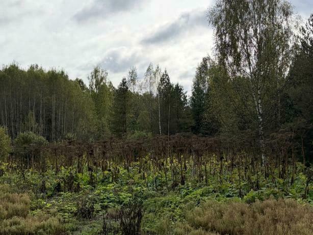 Более 1200 гектаров сельхозземель заросли сорняками в двух районах Кировской области — Кирово-Чепецк