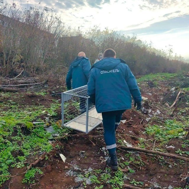 В Кирово-Чепецке начат отлов дикой лисы, замеченной у детских садов и во дворах — Кирово-Чепецк