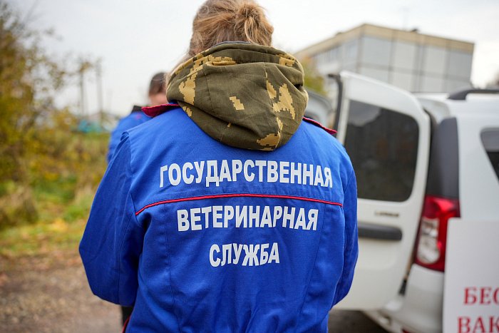 Кировским ветеринарам начнут оплачивать аренду жилья — Кирово-Чепецк