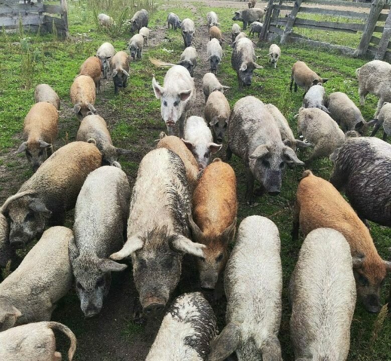В Котельничском районе владелицу свиней оштрафовали за нарушение ветеринарных правил — Кирово-Чепецк
