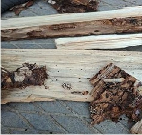 В Опаринском районе оштрафовали фирму за карантинных вредителей в дровах — Кирово-Чепецк