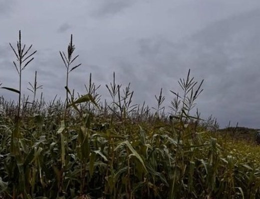 В Нолинском районе агрофирма заплатит штраф за обман с пестицидами — Кирово-Чепецк