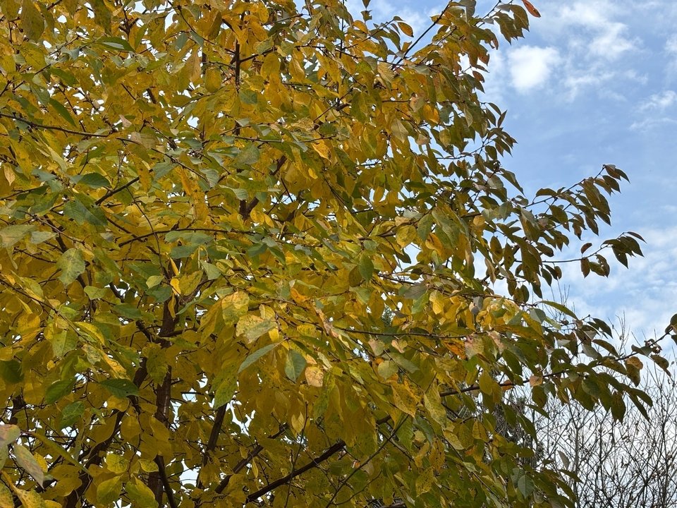 Антициклон Герхард радует кировчан ясной погодой — Кирово-Чепецк