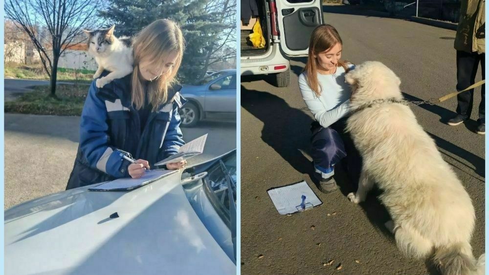 В Кирове за пять дней привили от бешенства почти 200 домашних животных — Кирово-Чепецк
