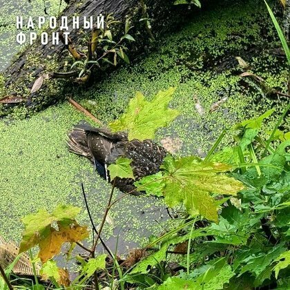 В пруду в Лянгасово, где погибли утки, не нашли загрязняющих веществ — Кирово-Чепецк