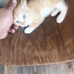 Отдам котёнка мальчик рыжий Телефон скрыт — Кирово-Чепецк
