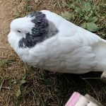 Прибился к маме на участок в Белых Чижегах. Не улетает. На лапке кольцо. Всех кто может оказать помощь прошу о… — Кирово-Чепе…