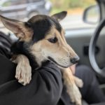 Здравствуйте! Кто потерял? — Кирово-Чепецк
