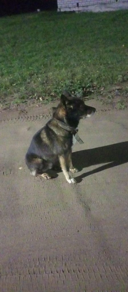 Бегает собака в посёлке Ключи, улица Полевая. Номер на ошейнике есть, но прочитать не удалось — Кирово-Чепецк