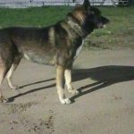 Бегает собака в посёлке Ключи, улица Полевая. Номер на ошейнике есть, но прочитать не удалось — Кирово-Чепецк