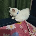 Помогаю информационно. — Кирово-Чепецк