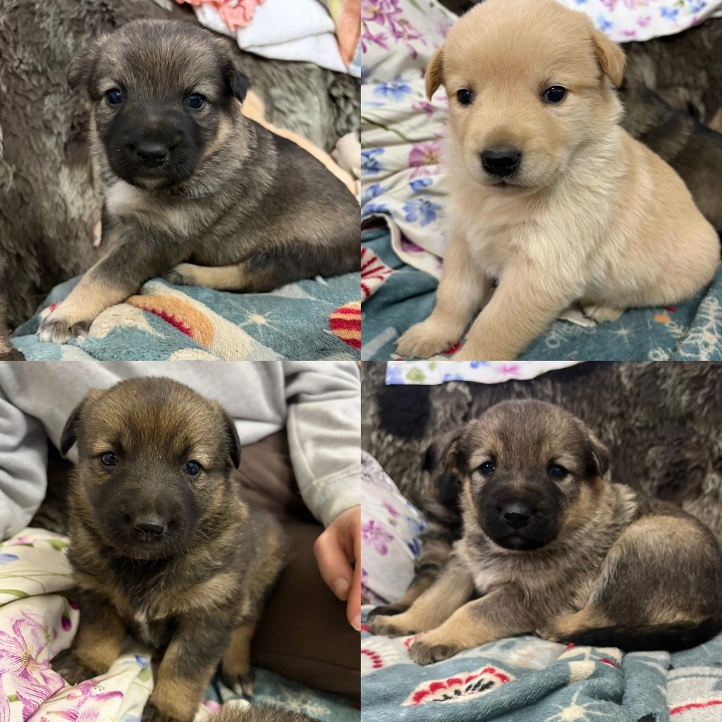 Отдаются в добрые руки 🤲🏼🐾 — Кирово-Чепецк