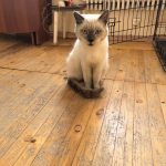 🐾 ФЕНИКС (ФЕНЯ) ИЩЕТ ДОМ! 🏡❤️ Срочно нужен дом, т.к. передержка заканчивается в пятницу и идти ему некуда ((((… — Кирово-Чепе…