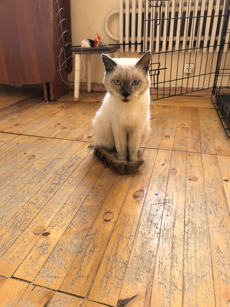 🐾 ФЕНИКС (ФЕНЯ) ИЩЕТ ДОМ! 🏡❤️ Срочно нужен дом, т.к. передержка заканчивается в пятницу и идти ему некуда ((((… — Кирово-Чепе…