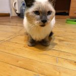 🐾 ФЕНИКС (ФЕНЯ) ИЩЕТ ДОМ! 🏡❤️ Срочно нужен дом, т.к. передержка заканчивается в пятницу и идти ему некуда ((((… — Кирово-Чепе…