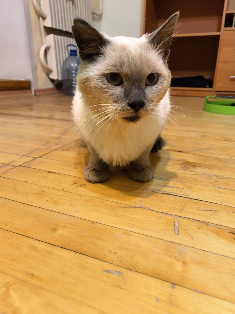 🐾 ФЕНИКС (ФЕНЯ) ИЩЕТ ДОМ! 🏡❤️ Срочно нужен дом, т.к. передержка заканчивается в пятницу и идти ему некуда ((((… — Кирово-Чепе…