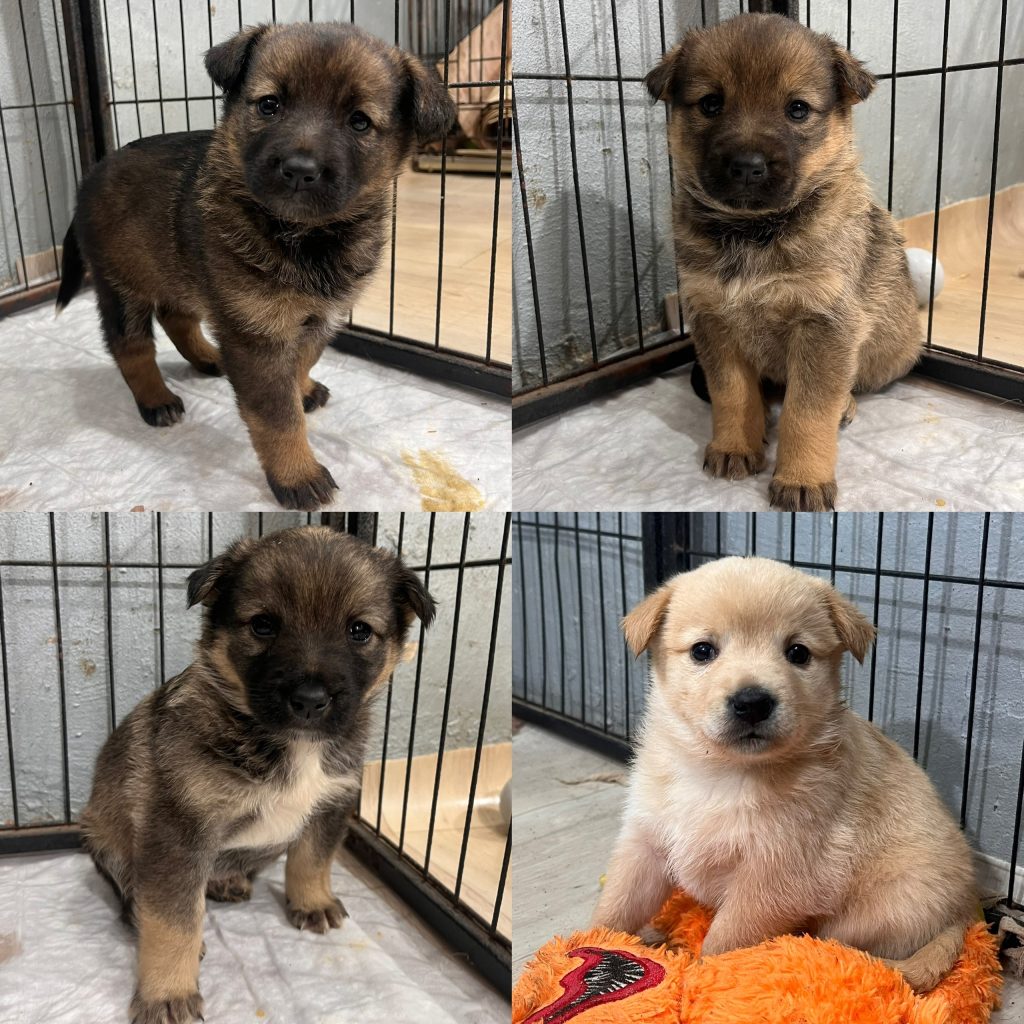 Четыре чудесные сестрички в поисках дома! 🐾🏠 — Кирово-Чепецк