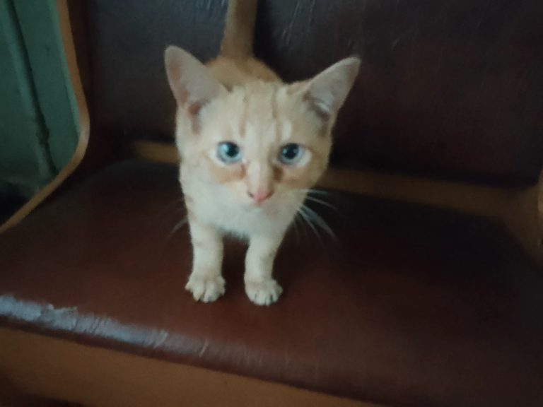 Добрый день ,чей котик-кошка, бегает по сосновой 3/1 найден в холе на 2этаже . — Кирово-Чепецк
